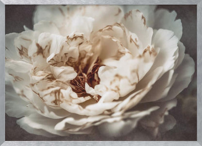 A soft-focus, close-up photograph of a large white peony with browning edges on its delicate, ruffled petals, set against a dark, moody background and presented in a silver frame. Print