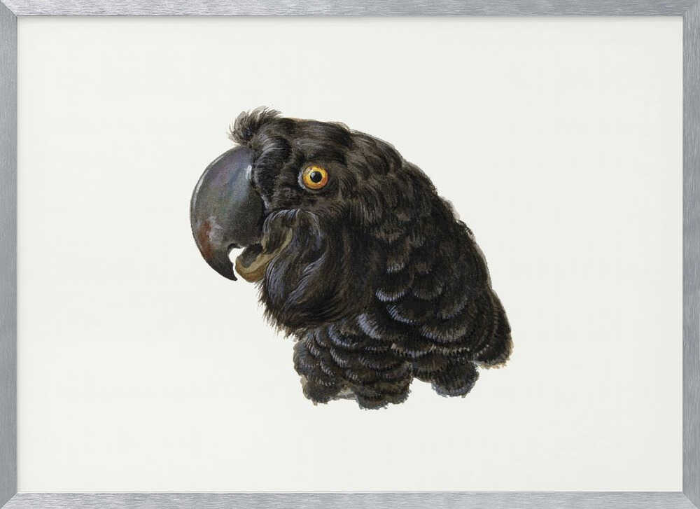 A framed vintage illustration of a black cockatoo's head in profile against a solid white background. The bird has detailed black feathers, a large dark beak, and a striking yellow-orange eye. The artwork is encased in a simple silver frame. Wall Art