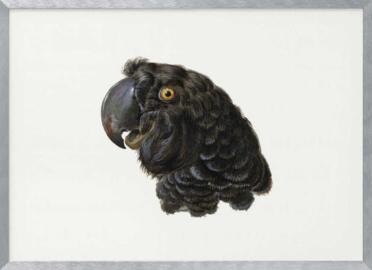 A framed vintage illustration of a black cockatoo's head in profile against a solid white background. The bird has detailed black feathers, a large dark beak, and a striking yellow-orange eye. The artwork is encased in a simple silver frame. Wall Art