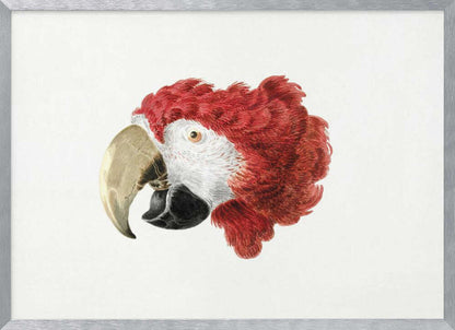 A vintage-style illustration of a red and white parrot's head in profile, set against a white background and enclosed in a silver frame. Print