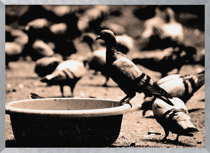A sepia-toned, high-contrast photograph of a pigeon perched on the edge of a large, weathered bowl. In the soft-focus background, a large flock of other pigeons mills around on the ground. The image has a silver-colored frame. Artwork