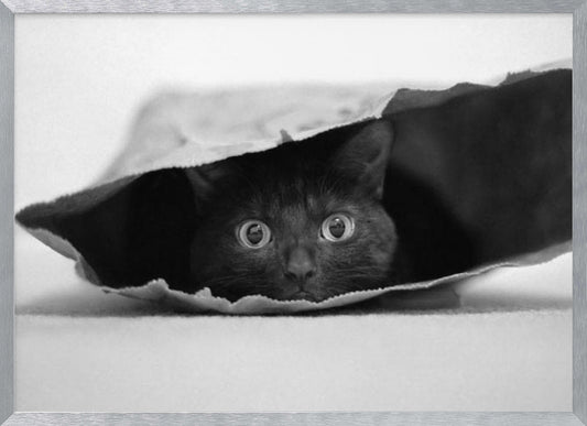 Cat in a bag - Poster / Art Print