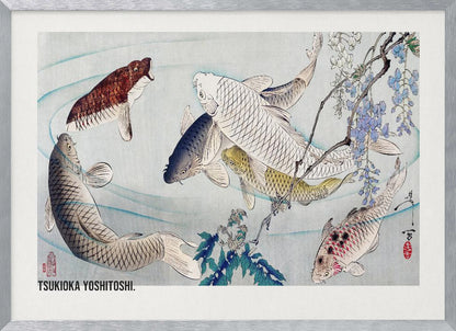 A framed Japanese woodblock print by Tsukioka Yoshitoshi featuring several colorful koi fish swimming in light blue water. A branch with purple wisteria flowers dangles from the top right corner, and the artist's signature is visible. Decor