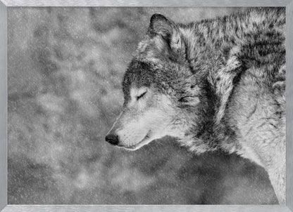 A close-up, black and white photograph of a wolf in profile with its eyes closed, as snow falls heavily around it. The image has a serene and peaceful quality and is enclosed in a silver frame. Artwork