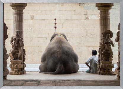 A framed photograph from behind a large elephant sitting on a stone floor inside a temple, flanked by ornate, carved stone pillars. A man in a striped shirt sits on the floor to the right of the elephant, looking towards it. Decor