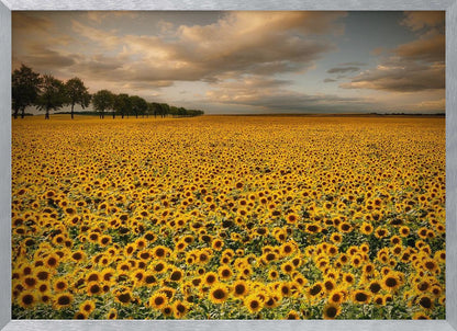 A framed photograph of a massive field of golden sunflowers stretching to the horizon under a dramatic, cloudy sky at sunset. A long row of trees is visible in the distance. Decor