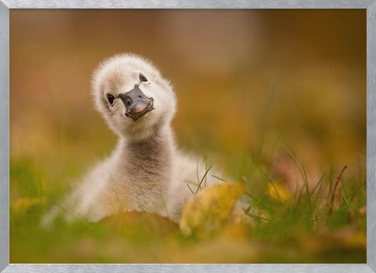 Black Swan Baby - Poster / Art Print