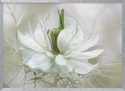A close-up, artistic photograph of a delicate white Nigella flower, showcasing its intricate veined petals and green pistil against a soft, ethereal background, all within a silver frame. Print