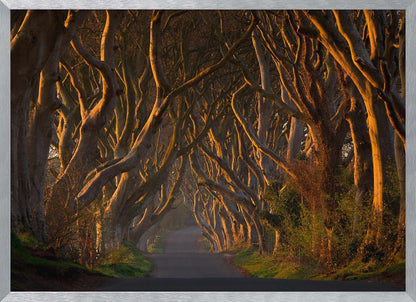A framed photograph of the Dark Hedges in Northern Ireland, where gnarled beech trees form a natural tunnel over a country road, their branches glowing in the golden light of sunrise or sunset. Print